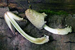 When cut in half it shows the color change in the gills, hollow stalk and thin flesh. 